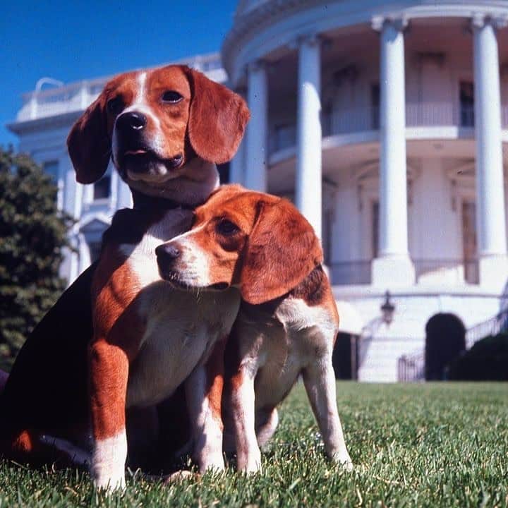 lifeさんのインスタグラム写真 - (lifeInstagram)「President-Elect Joe Biden will bring his two German shepherds, Champ and Major, to live at the White House. This continues a long legacy of presidential pets, such as Lyndon Johnson's beagles (Him and Her!), Franklin Roosevelt's Scottie (Fala!), and Dwight Eisenhower's Weimeraner (Heidi!). To hear a president talk about his beloved dog, tap the link in bio. (📷 Thomas McAvoy, Francis Miller, Ed Clark/LIFE Picture Collection)  #beaglesofinstragram #scottiesofinstagram #weimeranersofinstagram #presidentialpets」11月10日 2時13分 - life