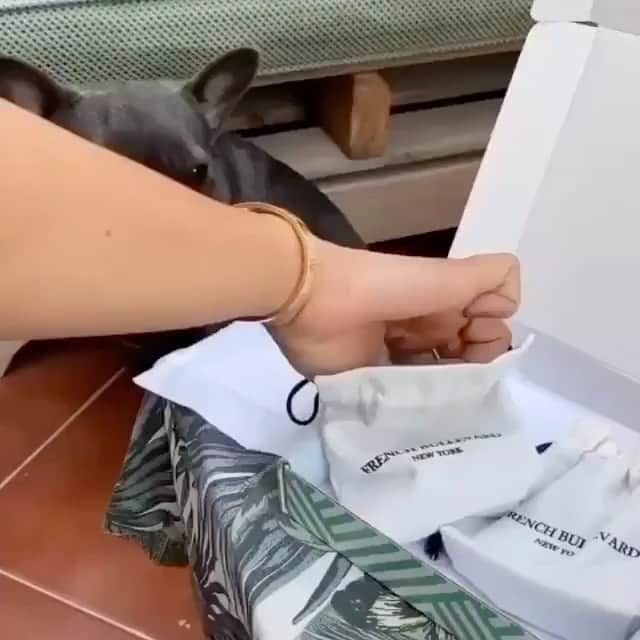 Regeneratti&Oliveira Kennelのインスタグラム：「Happy pup😊💝 @frenchbullevard #frenchbullevard Apollo gold chain Frenchbullevard.com  Video: @notyouraverage.duo 🖤 . . . . .  #frenchiepetsupply #frenchiesofinsta #pugsofinsta #frenchbulldog #frenchiesofinstagram #pug #frenchies #reversibleharness #frenchiehoodie #thedodo #frenchieharness #dogclothes #dogharness #frenchiegram #dogsbeingbasic #frenchieoftheday #instafrenchie #bulldogs #dogstagram #frenchievideo #cutepetclub #bestwoof #frenchies1 #ruffpost #bostonterrier #bostonsofig #animalonearth」