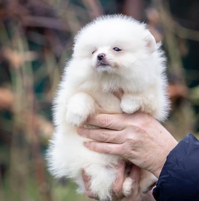 Puppy For Sale.さんのインスタグラム写真 - (Puppy For Sale.Instagram)「Девочка белого  окраса❤️ шикарная малышка. ⠀ В прекрасном типе Море шерсти, маленькая наполненная мордочка, коротенький носик, крошечные ушки. ⠀ Настоящий белый медвежонок. На данный момент предлагается для предварительного Резервирование.👍  ⠀ ___ ⠀ Следите за нашими обновлениями и подписывайтесь👇 @artsimpatiya ⠀ Больше информации, фото и видео: Директ, на личном сайте питомника Арт Симпатия: www.artsimpatiya.ru ⠀ Бело шоколадный подрощенный мальчик померанского шпица ⠀ Замечательный характер, веселый, задорный; Прекрасно относится к детям ⠀  ⠀ #pom  #puppypomerian #chiotpoméranien #puppypom #puppypomeranian #pomeranianpartycolor #pomeranianparis #whitepom #pomeranianpup #pomeranianpuppy #pomeranianpuppies #pomeranianfrance #pomeranianspitz #pomerania #spitztagram #spitzpomeranian #spitzpuppy」11月10日 2時51分 - artsimpatiya