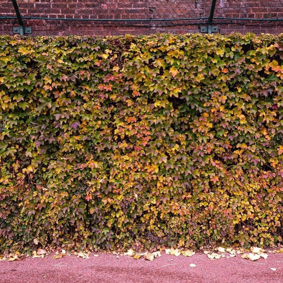シカゴ・カブスさんのインスタグラム写真 - (シカゴ・カブスInstagram)「November ivy. 🍂」11月10日 3時09分 - cubs
