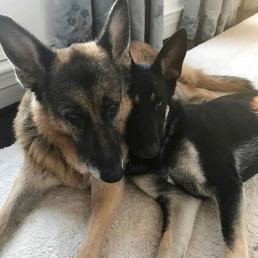 ケイティ・キャシディさんのインスタグラム写真 - (ケイティ・キャシディInstagram)「It's so refreshing to know that dogs will be returning to the White House! Not to mention, The Biden's 2 year old German shepherd, Major, will become the first rescue to live at the White House. It's about time!!! @joebiden @drbiden 🐶♥️」11月10日 3時11分 - katiecassidy