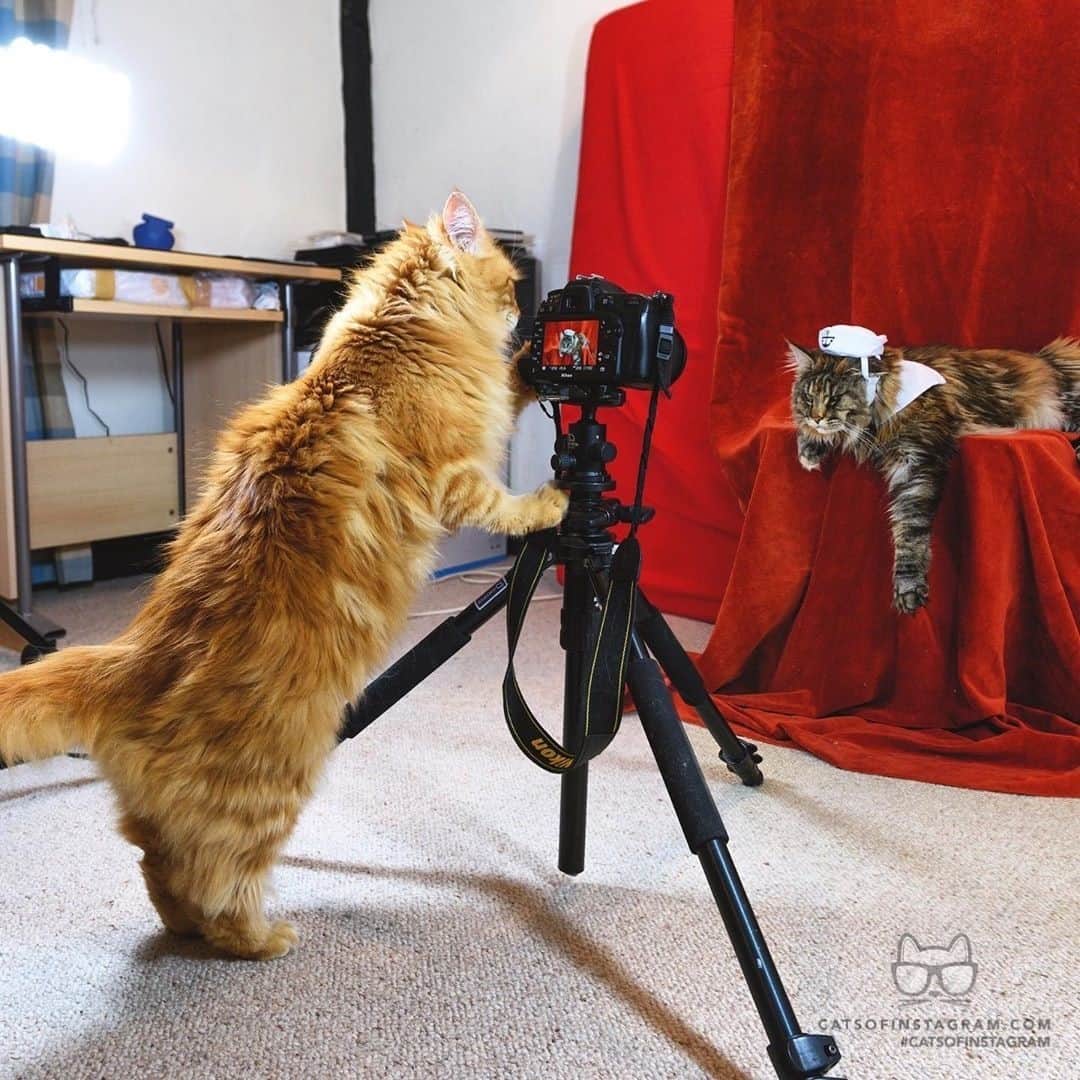 Cats of Instagramさんのインスタグラム写真 - (Cats of InstagramInstagram)「From @themainecoonlife: “Artemis and Apollo’s survival tips for #lockdown: 4. Master the dreaded M(anual) settings on your camera so you can finally let your creativity run free!” #catsofinstagram」11月10日 4時10分 - cats_of_instagram