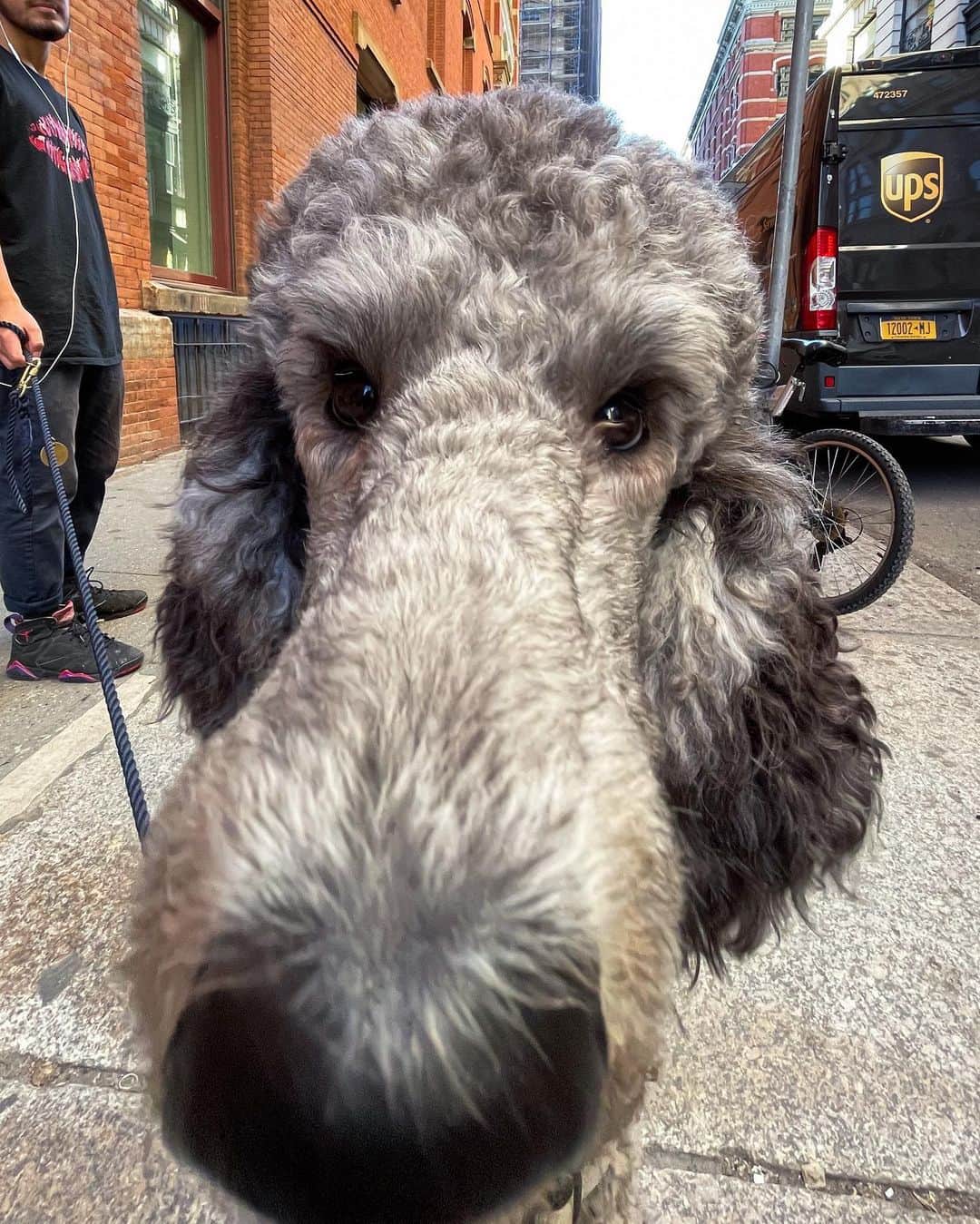 The Dogistさんのインスタグラム写真 - (The DogistInstagram)「Gordon, Standard Poodle (1 y/o), Prince & Broadway, New York, NY • “The greatest dog ever.” #ShotOniPhone 12 Pro Max」11月10日 9時42分 - thedogist