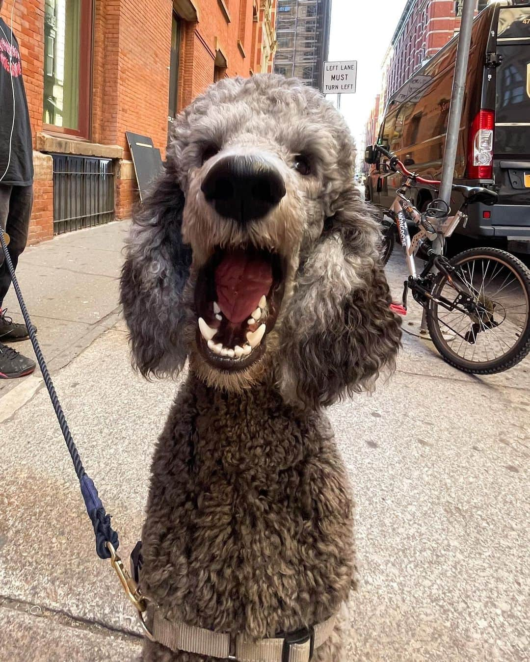 The Dogistさんのインスタグラム写真 - (The DogistInstagram)「Gordon, Standard Poodle (1 y/o), Prince & Broadway, New York, NY • “The greatest dog ever.” #ShotOniPhone 12 Pro Max」11月10日 9時42分 - thedogist