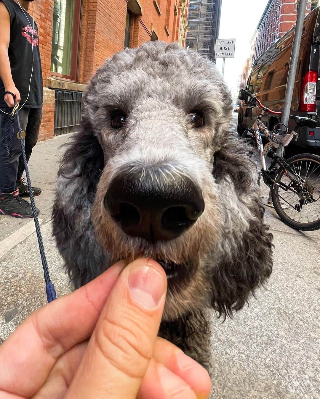 The Dogistさんのインスタグラム写真 - (The DogistInstagram)「Gordon, Standard Poodle (1 y/o), Prince & Broadway, New York, NY • “The greatest dog ever.” #ShotOniPhone 12 Pro Max」11月10日 9時42分 - thedogist