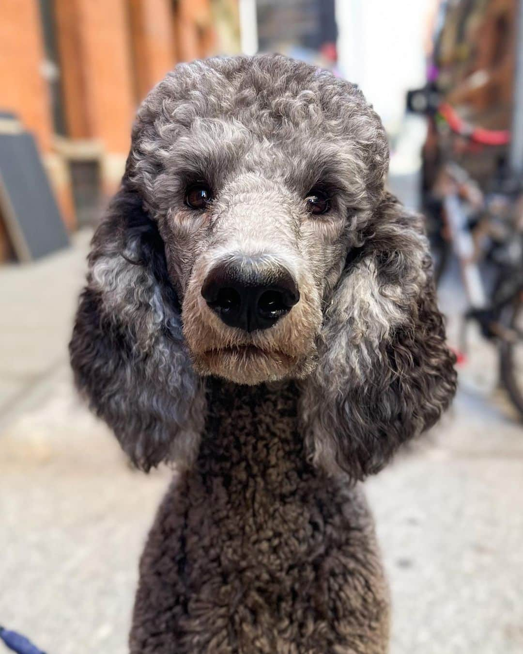 The Dogistさんのインスタグラム写真 - (The DogistInstagram)「Gordon, Standard Poodle (1 y/o), Prince & Broadway, New York, NY • “The greatest dog ever.” #ShotOniPhone 12 Pro Max」11月10日 9時42分 - thedogist