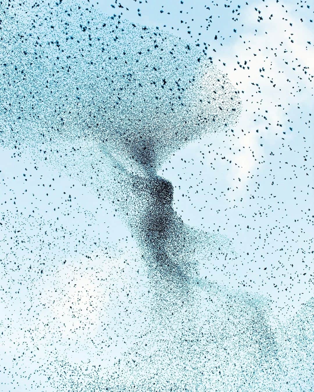 Discoveryさんのインスタグラム写真 - (DiscoveryInstagram)「Formations of a flock of birds in the sky and a school of fish in the ocean.  #nature #wildlife_perfection #formationflying #patterns」11月10日 4時23分 - discovery