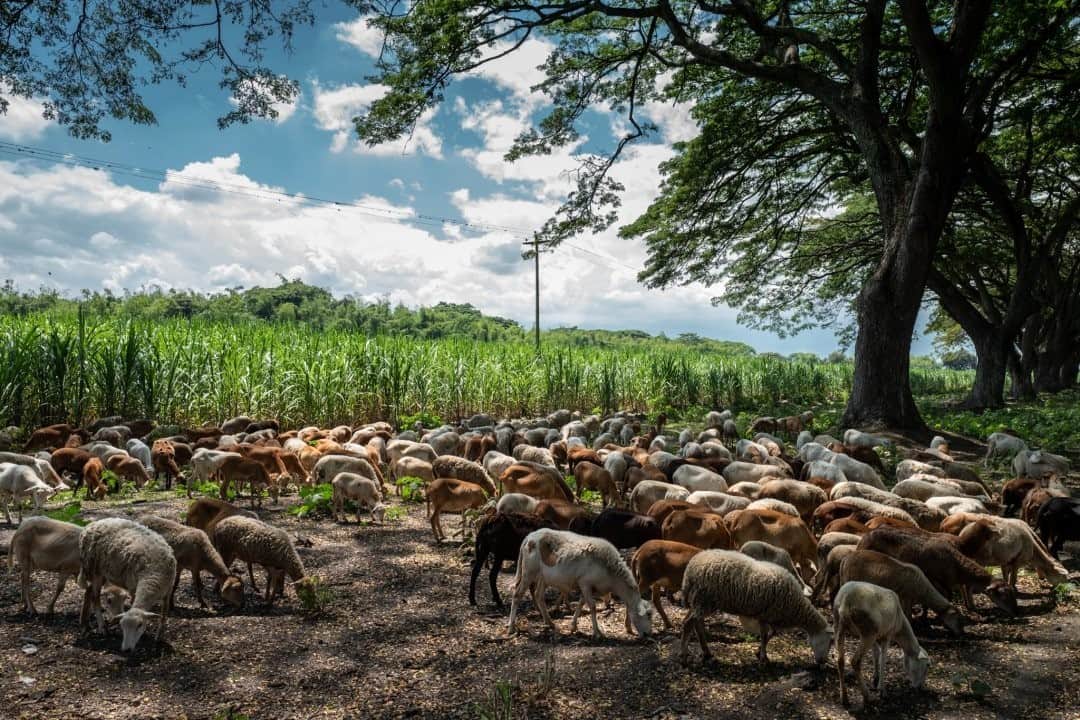 National Geographic Travelさんのインスタグラム写真 - (National Geographic TravelInstagram)「Photo by @juancristobalcobo / Sheep graze in the fields around a sugarcane plantation in Valle del Cauca, Colombia. Sheep are used to help maintain the fields without the use of pesticides. #sheep #valledelcauca #juancristobalcobo」11月10日 4時36分 - natgeotravel
