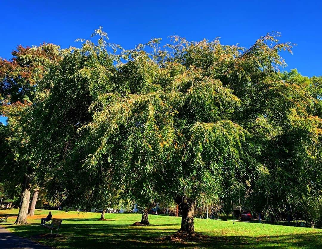 ブレンダン・ドーリングさんのインスタグラム写真 - (ブレンダン・ドーリングInstagram)「some green before it’s gone」11月10日 4時41分 - buhdools