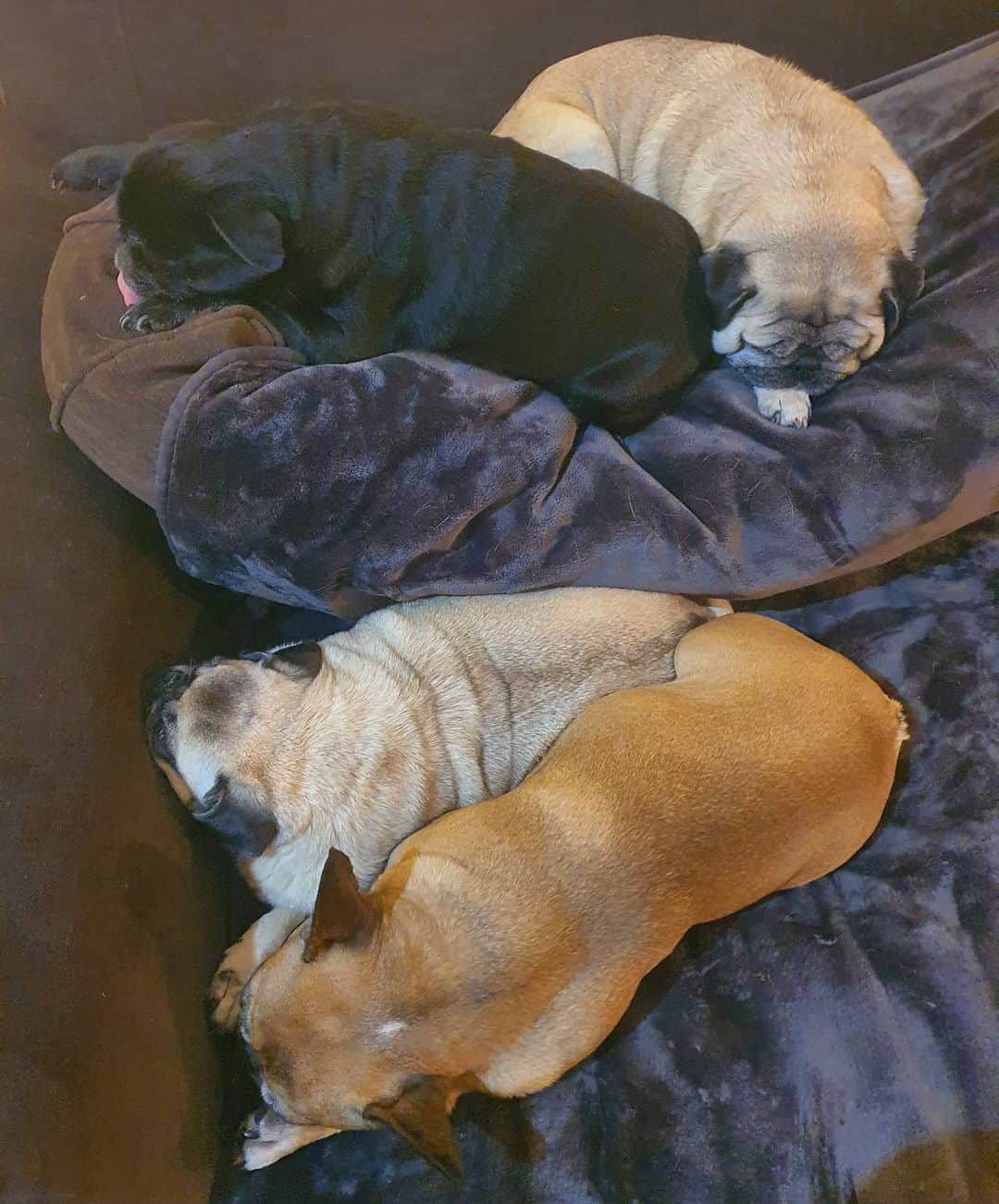 Nikitaのインスタグラム：「Pug_nikita a dormir 😴」