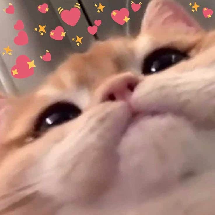 NISRINA SBIAのインスタグラム：「Me @ all of you 🥰」