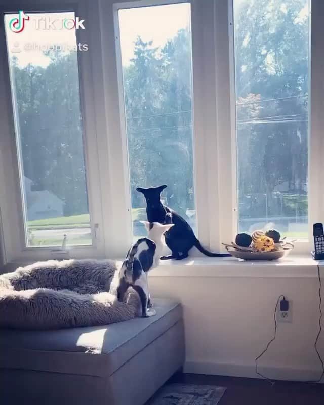 The Cats Of Instagramのインスタグラム：「#Repost 🔊• @hobbikats Clash of the Oriental Shorthair Titans」