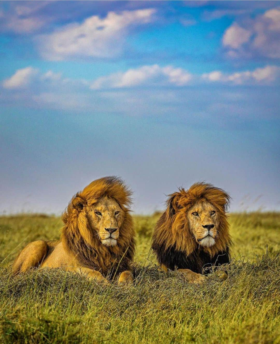 Wonderful Placesさんのインスタグラム写真 - (Wonderful PlacesInstagram)「The amazing Serengeti National Park in Tanzania ✨❤️❤️❤️✨ . Pictures by ✨✨@agpfoto✨✨ #wonderful_places for a feature ❤️」11月10日 6時18分 - wonderful_places