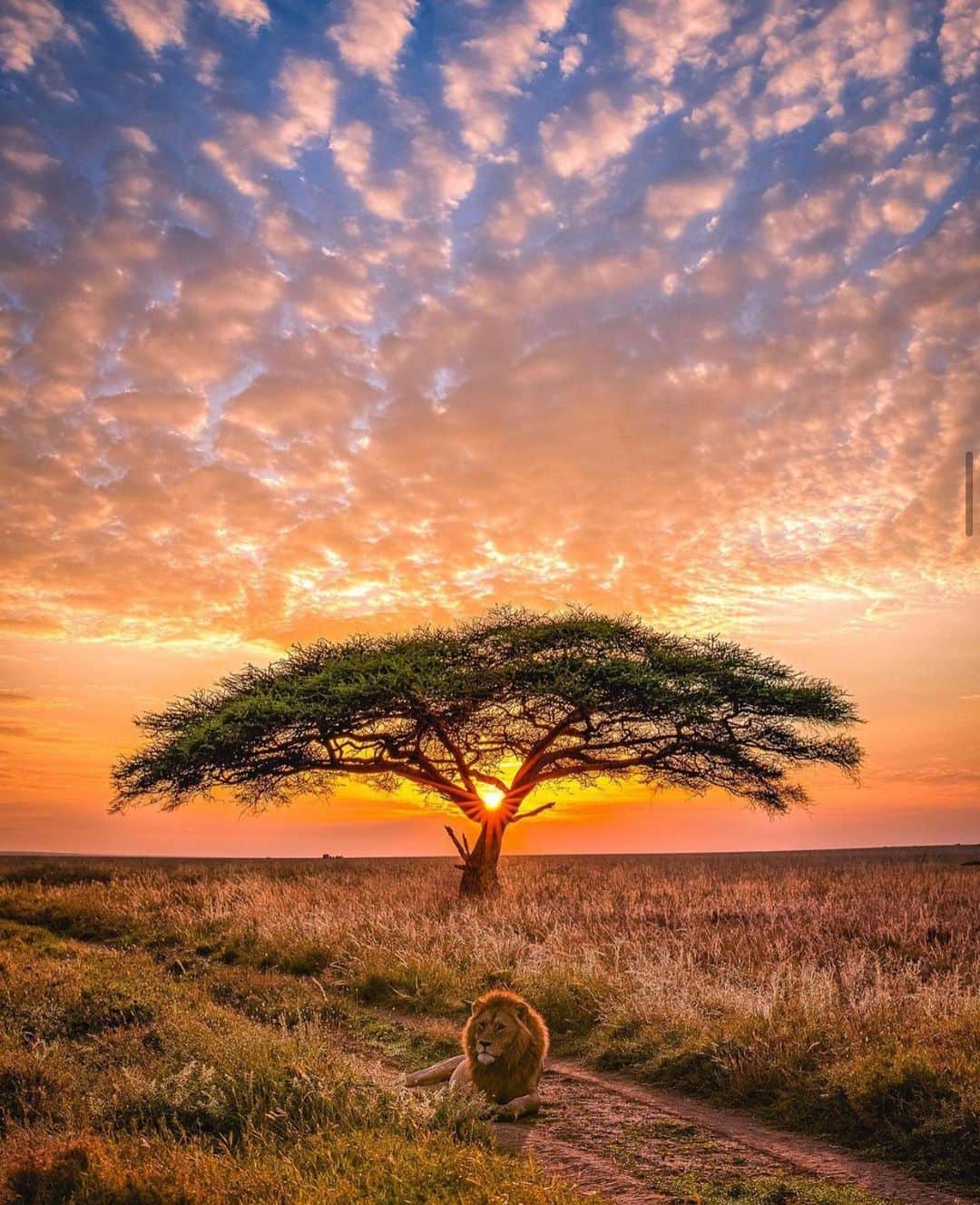 Wonderful Placesさんのインスタグラム写真 - (Wonderful PlacesInstagram)「The amazing Serengeti National Park in Tanzania ✨❤️❤️❤️✨ . Pictures by ✨✨@agpfoto✨✨ #wonderful_places for a feature ❤️」11月10日 6時18分 - wonderful_places