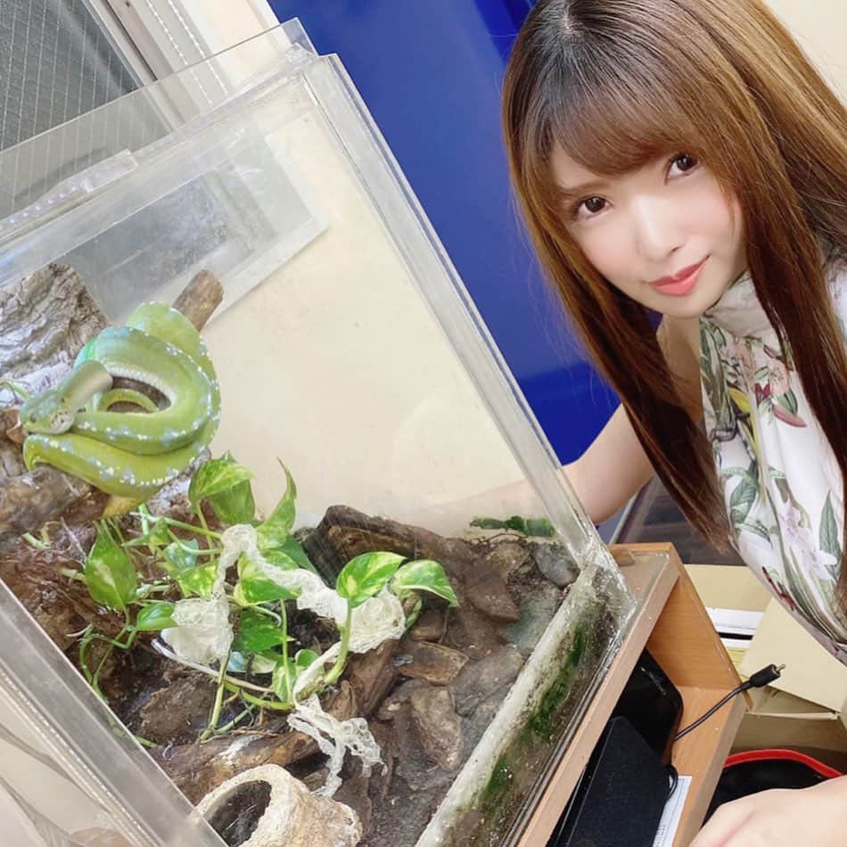緑川みやびのインスタグラム：「おはよう🌞💚  これからカレー作っちゃお🐷  へび助、うまくできるか見ててね🐍  #av女優  #女優　#グリッド投稿  #アダルト  #adult  #セクシー #ファッション #緑川みやび  #ファビュラス #グラマラス  #fashion #fabulous  #sexy #dress  #ポートレート  #お洒落さんと繋がりたい #instagood #instalike #like4like #followme #ファッション #ootd #beauty #instabeauty #instafashion #model #style #focus #color  #art」