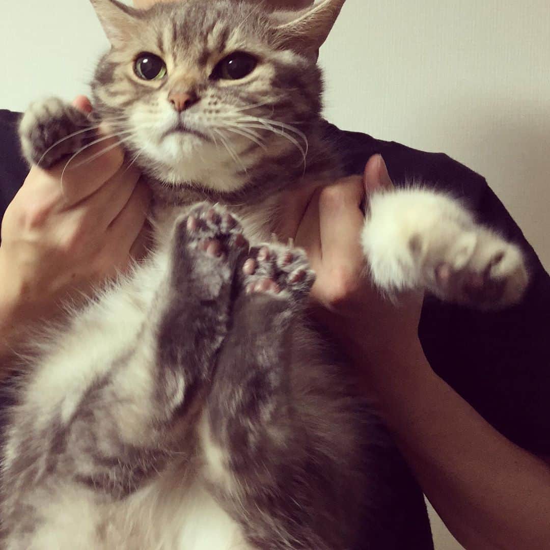 のインスタグラム：「※ 抱っこ イヤイヤする坊。  #体操選手ではない #鉄棒ではない #なごむら航平ではない」