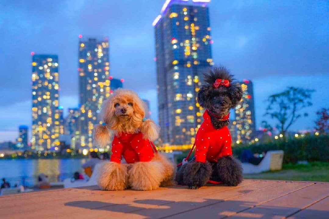 Toypoodle Mikuru?Asakusa Tokyoのインスタグラム：「20201110 Tuesday. Good morning! Friends 💞 . 写真は豊洲での夕暮れお散歩🐾 銀座からの帰りです。 . 高層マンションに灯りがともり始めてとてもキレイ✨ 都会やなぁ〜 . ほぼ一年振りの豊洲は駅の周りの工事が終わって、とてもスタイリッシュになってました😆 . 今度はゆっくり散策しに来たいなぁ💞 20201101 Sunday pic. . #豊洲 #夕暮れ #トワイライトゾーン」