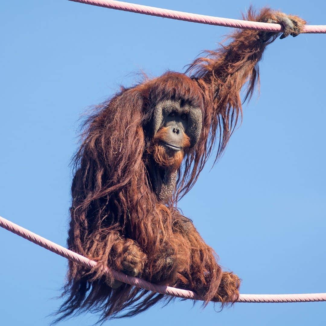 スミソニアン国立動物園さんのインスタグラム写真 - (スミソニアン国立動物園Instagram)「❤️🦧 Happy Orangutan Caring Week! What makes orangutans amazing + unique? These Asian apes are arboreal, feast on fruit + are semi-solitary in the wild!   Find fun orangutan activities you can do at home on the @OrangutanSSP website: https://www.orangutanssp.org. #OrangutanCaringWeek」11月10日 7時18分 - smithsonianzoo