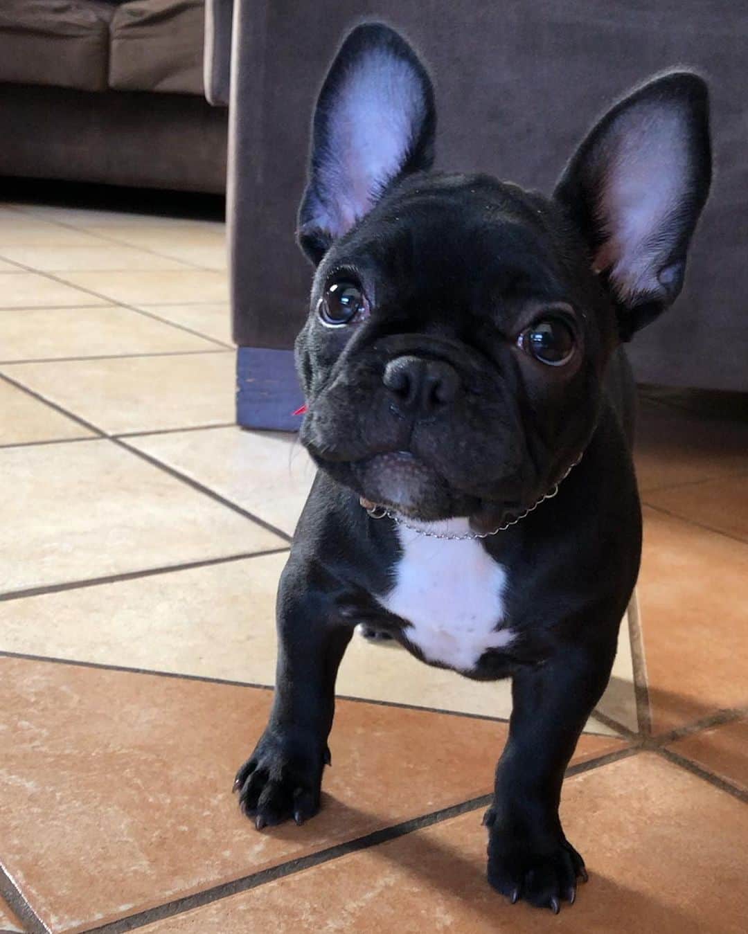 Regeneratti&Oliveira Kennelさんのインスタグラム写真 - (Regeneratti&Oliveira KennelInstagram)「That face 😭❤️ #Gutta #frenchie #frenchbulldog #cutepuppies #frenchies1」11月10日 7時43分 - jmarcoz