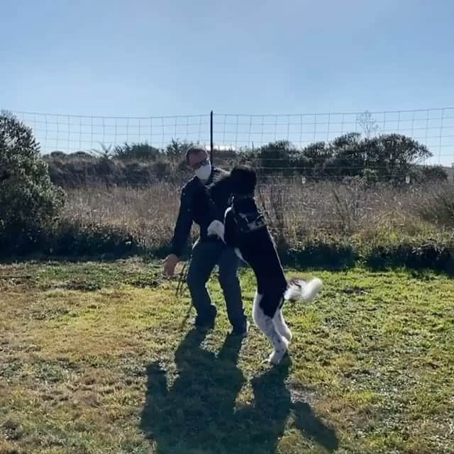 ジョシュア・マリーナのインスタグラム：「#Repost @jimheid with @get_repost ・・・ Cali celebrates with her visiting uncle, @joshmalinasjoshmalina!  #tuxedopoodle #standardpoodle #hookandeyefarm #biden2020」