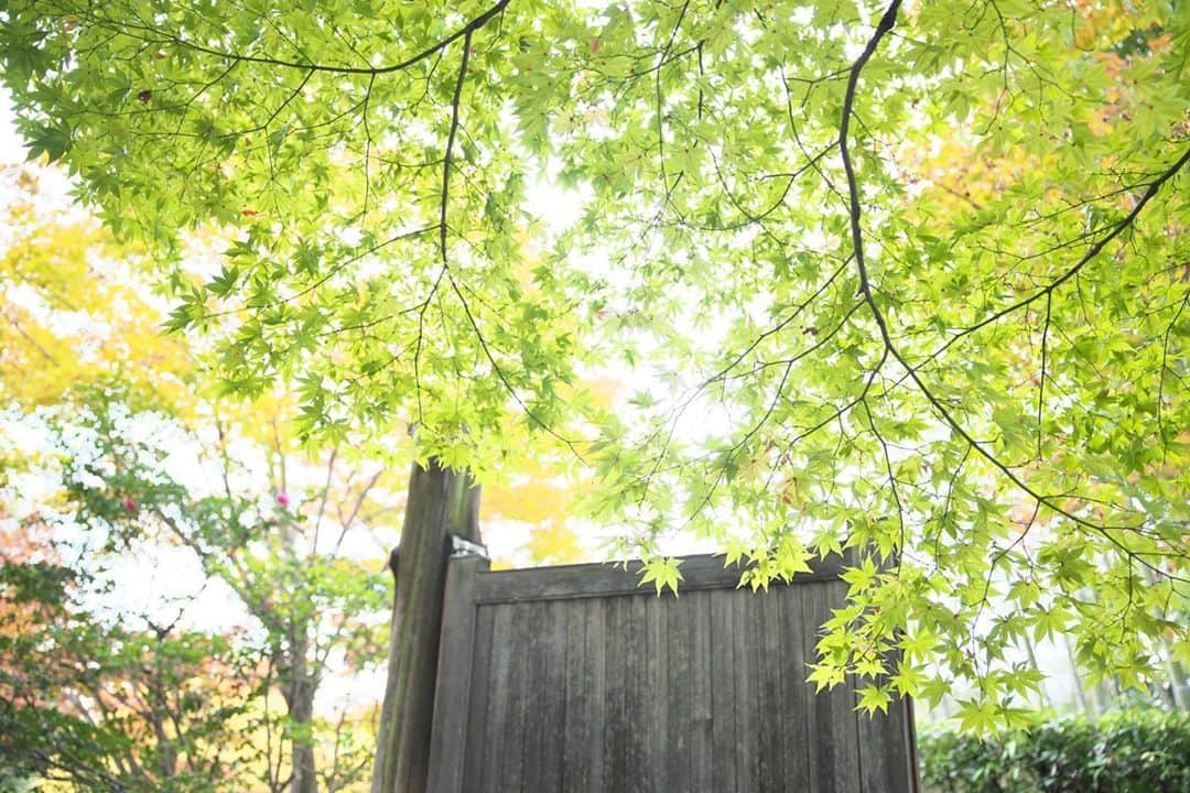 kiccyomuのインスタグラム：「☁️ 2020.11.10 Tue #昭和記念公園 先週末の秋探し🍁 日本庭園では… 緑色も、オレンジ色も…🍁 少しずつ秋らしくなってますネ〜😊  今日も元気に🤗  location #東京 #立川 📷撮影 2020年11月08日」