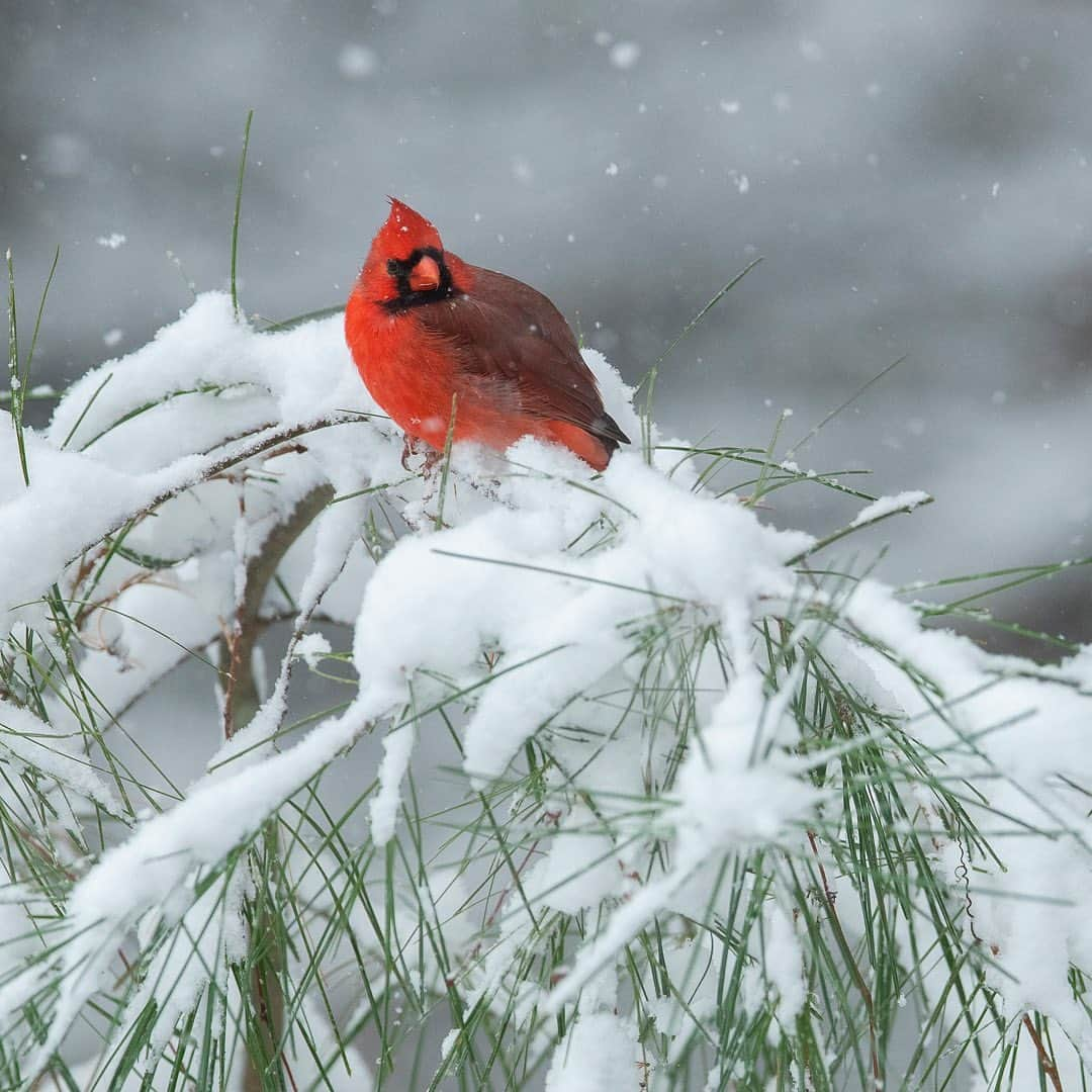 Tim Lamanさんのインスタグラム写真 - (Tim LamanInstagram)「My Head Start Holiday Sale is now on, with a selection of new “Backyard Beauties” bird images we just added to my print store.  12-inch square prints are on sale for $100, and the whole store is $25% off all open edition prints.  Visit the Holiday Sale link in bio or www.timlamanfineart.com. - These are all images I made during covid time snowstorms both last April, and recently in October.  It’s been a joy spending time photographing my backyard birds this year, and I love the atmosphere created by the snow.  We’ve had such a positive reaction on IG to these well-loved birds, that we decided to turn them into prints so you can enjoy them in your home or give them as gifts.  Order now to allow plenty of time for printing and deliver before the holidays!  - 1) American Goldfinch, 2) Blue Jay, 3) Northern Cardinal. - #backyardbeauties #backyardbirds #birds #nature #NewEngland #winter #snow #art #Massachusetts」11月10日 7時54分 - timlaman