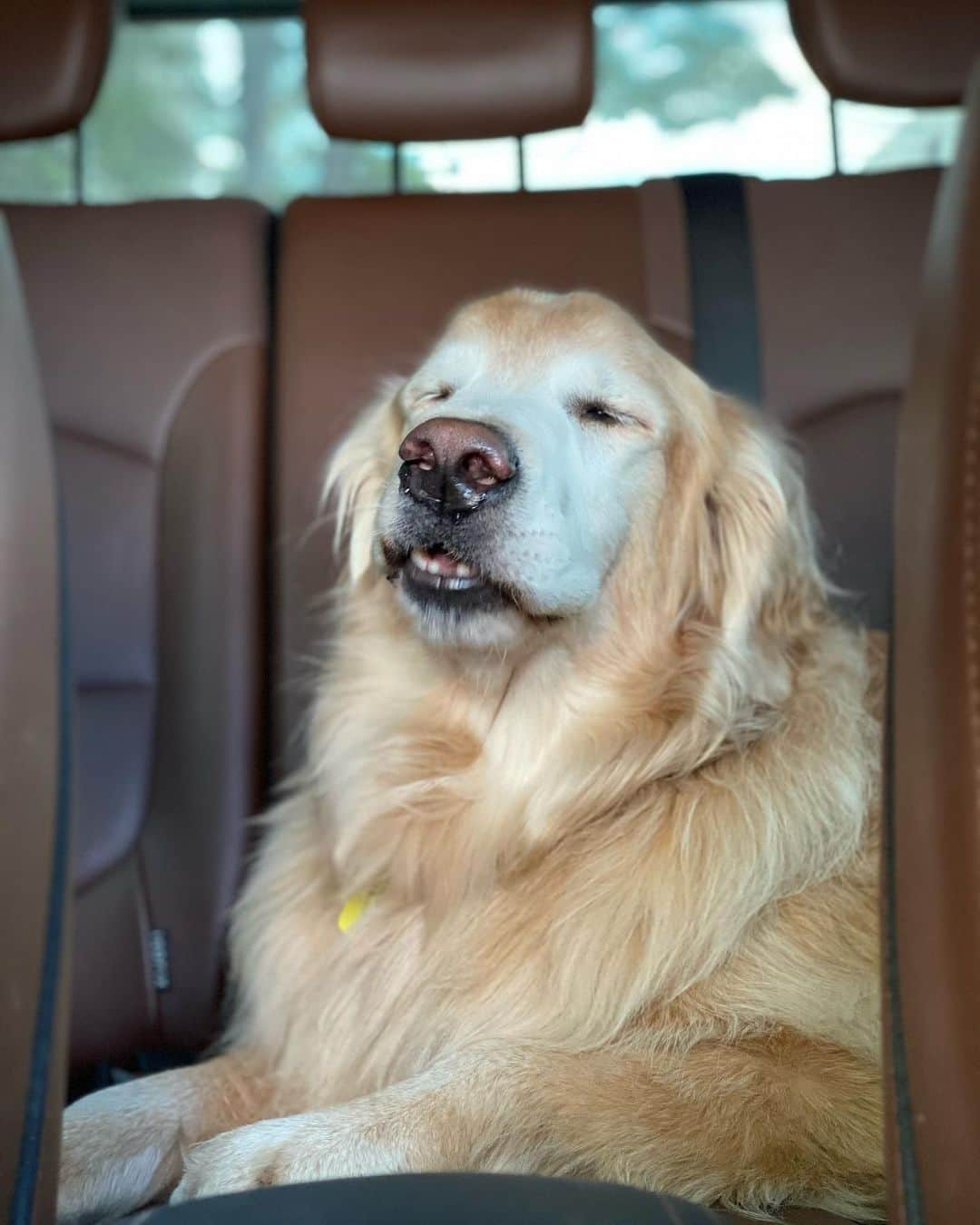 Bobさんのインスタグラム写真 - (BobInstagram)「Caras e bocas numa manhã qualquer 😑🥱😴😀🙂 . . . #pets #photooftheday #petsofinstagram #instagrammers #instagram #instadaily #vejasp #goldenretriever #goldenretrievers #goldenretrieversofinstagram #dogs #dogstyle #dogoftheday #dogsofinstagram #saopaulo #gudfriends #photography」11月10日 18時52分 - bob_marley_goldenretriever