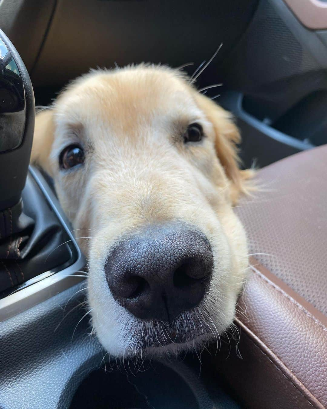 Bobさんのインスタグラム写真 - (BobInstagram)「Caras e bocas numa manhã qualquer 😑🥱😴😀🙂 . . . #pets #photooftheday #petsofinstagram #instagrammers #instagram #instadaily #vejasp #goldenretriever #goldenretrievers #goldenretrieversofinstagram #dogs #dogstyle #dogoftheday #dogsofinstagram #saopaulo #gudfriends #photography」11月10日 18時52分 - bob_marley_goldenretriever