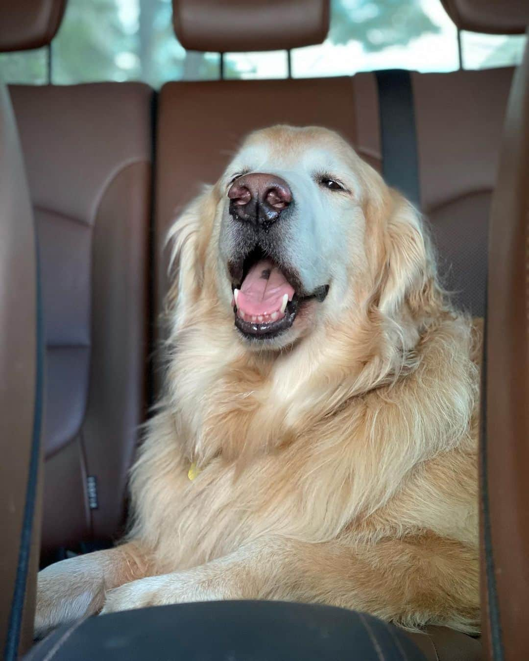 Bobさんのインスタグラム写真 - (BobInstagram)「Caras e bocas numa manhã qualquer 😑🥱😴😀🙂 . . . #pets #photooftheday #petsofinstagram #instagrammers #instagram #instadaily #vejasp #goldenretriever #goldenretrievers #goldenretrieversofinstagram #dogs #dogstyle #dogoftheday #dogsofinstagram #saopaulo #gudfriends #photography」11月10日 18時52分 - bob_marley_goldenretriever