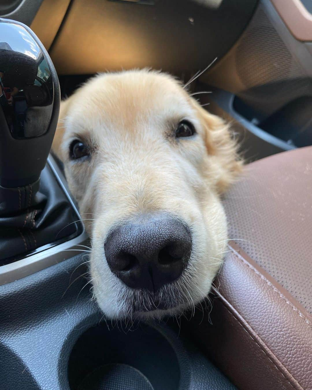 Bobさんのインスタグラム写真 - (BobInstagram)「Caras e bocas numa manhã qualquer 😑🥱😴😀🙂 . . . #pets #photooftheday #petsofinstagram #instagrammers #instagram #instadaily #vejasp #goldenretriever #goldenretrievers #goldenretrieversofinstagram #dogs #dogstyle #dogoftheday #dogsofinstagram #saopaulo #gudfriends #photography」11月10日 18時52分 - bob_marley_goldenretriever