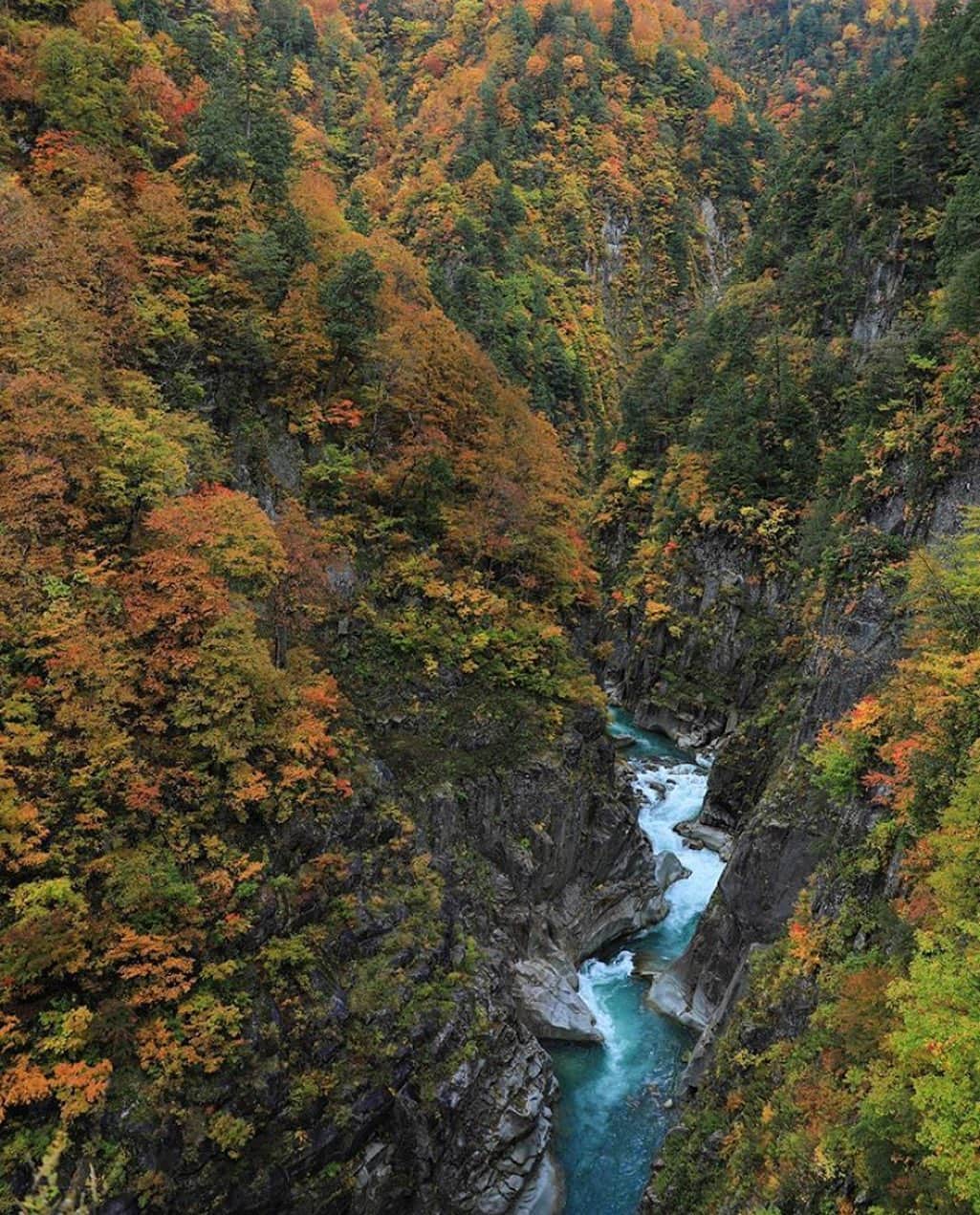 登山*トレッキング*アウトドア『.HYAKKEI』さんのインスタグラム写真 - (登山*トレッキング*アウトドア『.HYAKKEI』Instagram)「秋といえば下ノ廊下のシーズン！﻿ 紅葉とS字峡の見事な景色ですね🍁﻿ 険しい道を通って見た感動はどれほどなものなんでしょう、、、✨﻿ ﻿ ﻿ photo by @hanimarukun33  ﻿ ﻿ ﻿ あなたの山の思い出picを#hyakkeime で投稿してください！みんなで素敵なお山ギャラリーをつくりましょー！﻿ ﻿ ﻿ ﻿ #登山好きな人と繋がりたい #登山 #山登り #山歩き #山が好き #landscape #絶景 #日本の絶景 #as_archive #vsco #reco_ig #光と影 #空  #紅葉 #下ノ廊下」11月10日 18時53分 - hyakkei_me