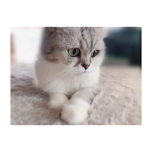 金澤朋子さんのインスタグラム写真 - (金澤朋子Instagram)「. . ラグとの境目わからん。🐈🐾 . #juicejuice #金澤朋子  #にゃんすたぐらむ #猫 #すいちゃん #もふもふ  #ラグ #ほぼ同じ #笑 #スコティッシュフォールド」11月10日 17時29分 - tomoko_kanazawa.official