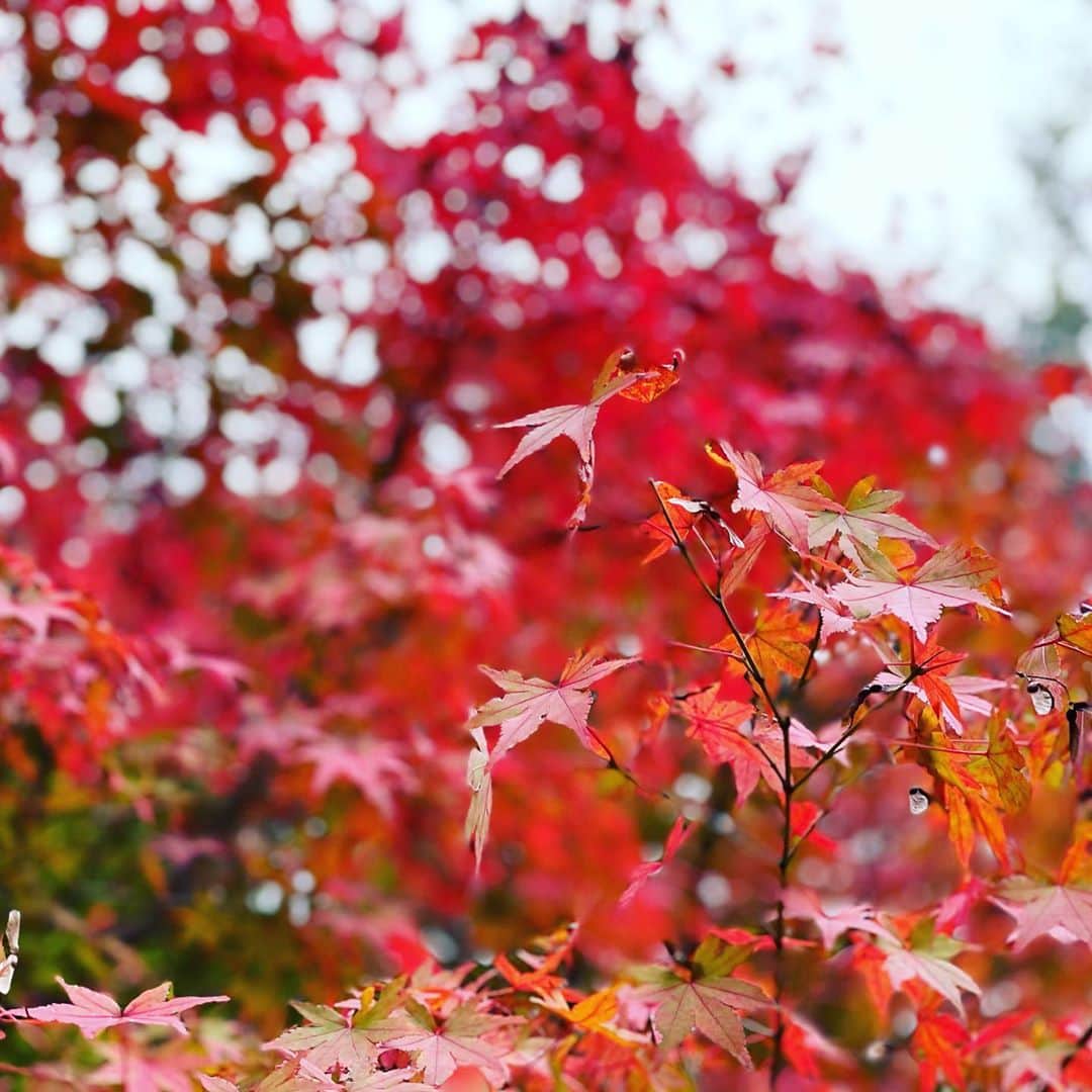 古市憲寿のインスタグラム：「鮮やかな赤と、不自然な背景に、秋ではなくiPhoneを感じる。　#秋　#紅葉」