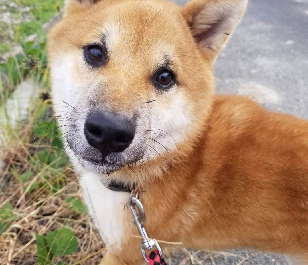 柴犬たま Shibainu Tamaのインスタグラム