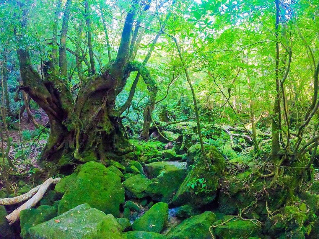 myumyuさんのインスタグラム写真 - (myumyuInstagram)「世界遺産の島#屋久島 の 苔むした深い緑の森『#苔むす森 』  石や木など、全てのものが緑色の苔で覆われてる💚💚 美しくて幻想的でとっても素敵🥺😭💖✨✨✨  #世界遺産#ジブリ#もののけ姫#もののけの森#宮崎駿#屋久島旅行#屋久島トレッキング#トレッキング#山ガール#森ガール#苔#コケ#旅#旅行好き#旅行好き女子#yakushima#yakushimaisland#moss#worldHeritage#trekking#nature#tree#mountain#japan#japan_of_insta#travel#travelgram#princessmononoke」11月10日 18時05分 - myumyu_travel_bikini