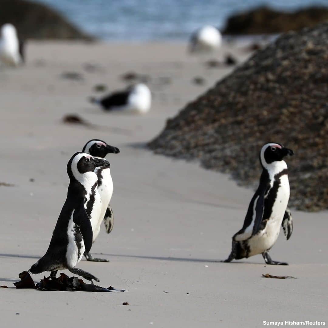ABC Newsさんのインスタグラム写真 - (ABC NewsInstagram)「Endangered African penguins walk across Seaforth Beach, near Cape Town, South Africa.」11月10日 18時09分 - abcnews