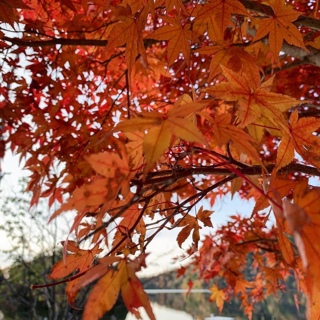 宮﨑玲衣さんのインスタグラム写真 - (宮﨑玲衣Instagram)「＊ 秋🍁  紅葉で 気分も 高揚😎♪ よぅよぅ！  #秋はどこでも映えスポット #今日は何だかとっても元気」11月10日 18時20分 - rei__miyazaki