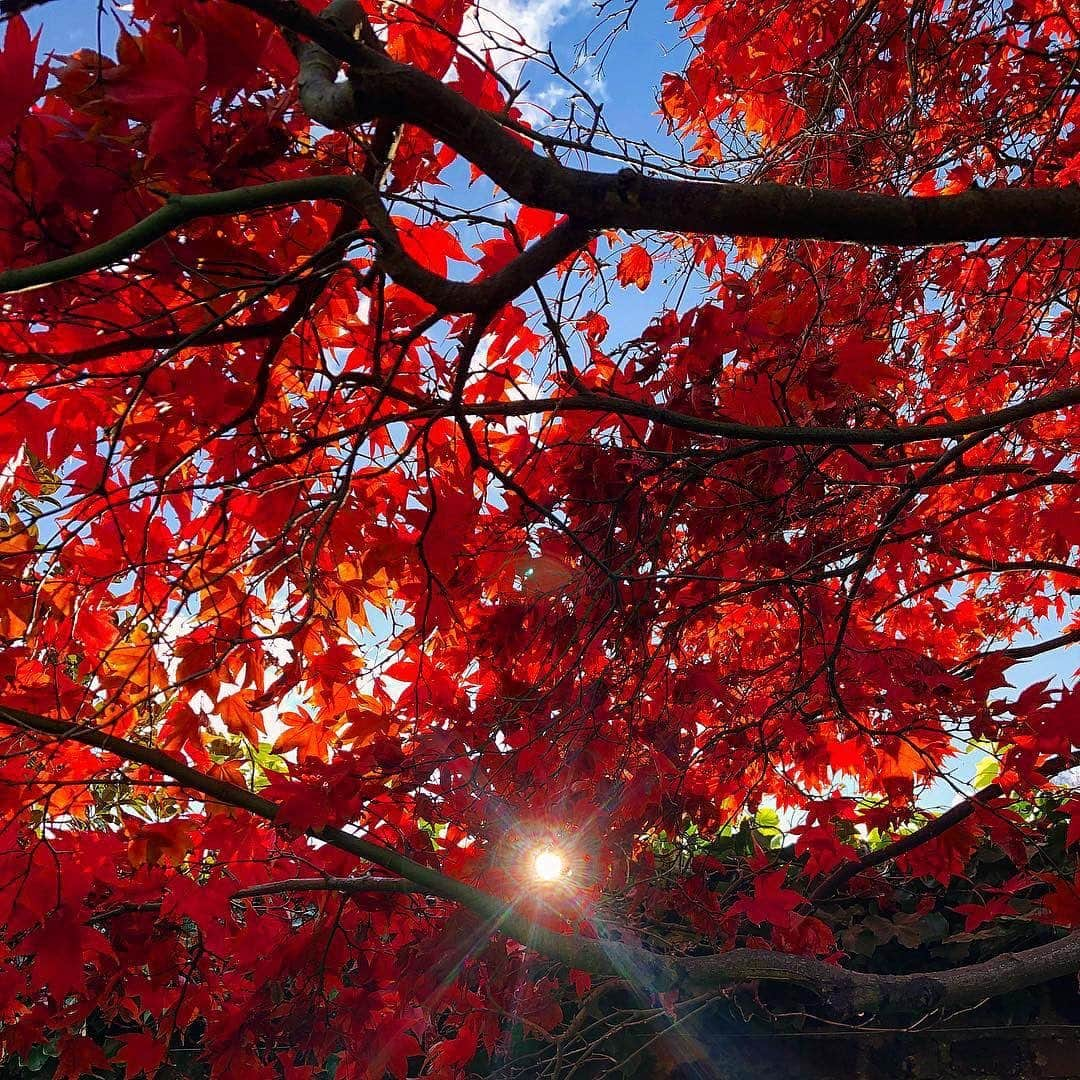 ジェイミー・オリヴァーさんのインスタグラム写真 - (ジェイミー・オリヴァーInstagram)「Morning 🍂」11月10日 18時16分 - jamieoliver