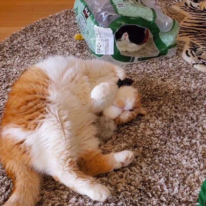 のインスタグラム：「🐼🐯 脱け殻🏠の順番待ちが長すぎて ゆるっとpoppoと戯れる ぽしゅりんちょです(笑)🤭 空いたら貸してもらおうね✨ #サンペレグリノの脱け殻生活🍾  #にゃんこ手芸部 ・ ・ ・」