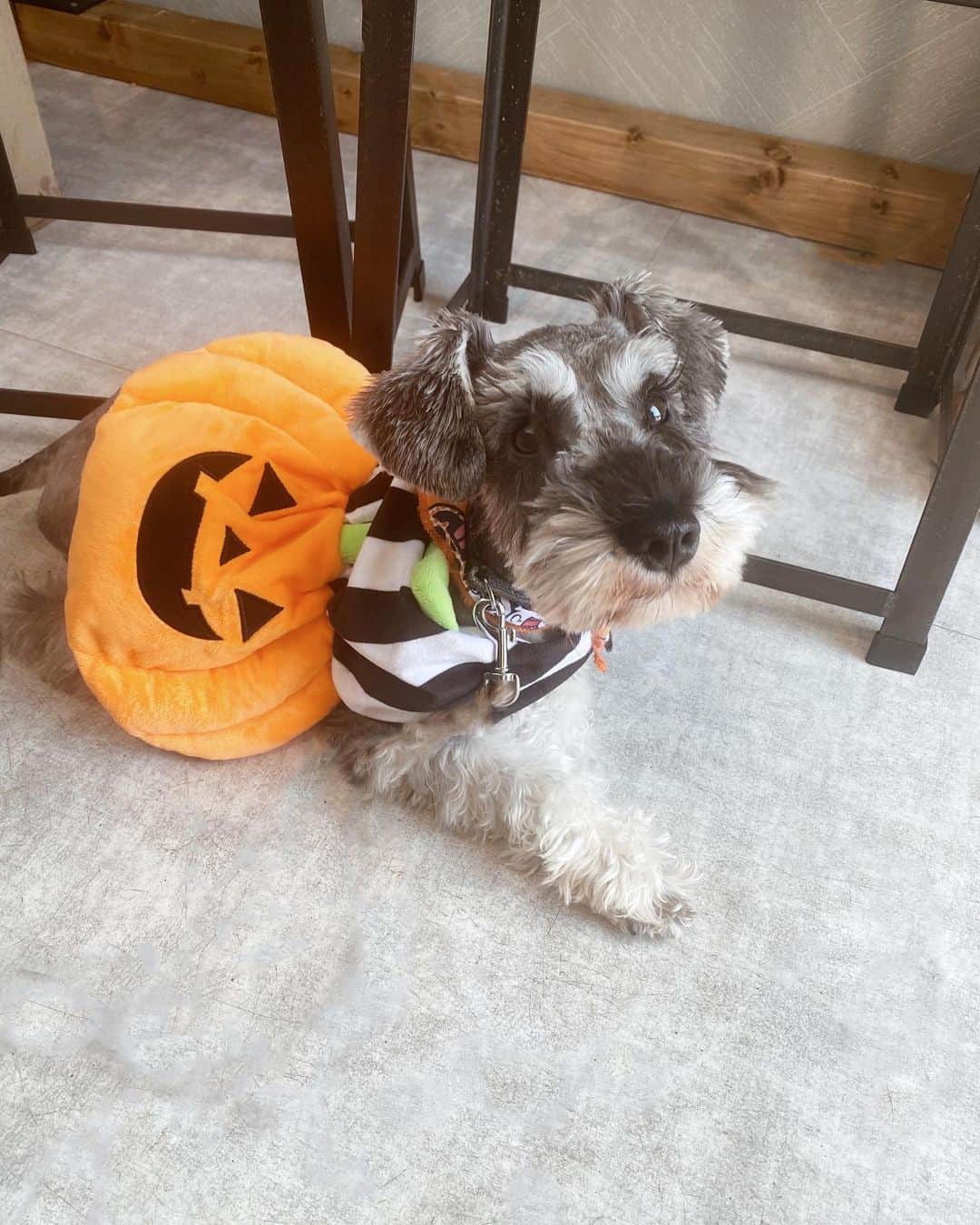 森山菜々のインスタグラム：「.﻿ 今年のハロウィンは、去年兄ちゃんたちが着たカボチャをミミ姫が着て、お店出勤してくれました🎃﻿ ﻿ #2枚目3枚目の兄ちゃんたち可愛すぎる﻿ #ミニチュアシュナウザー﻿ #ラニカイ　#ミミ」