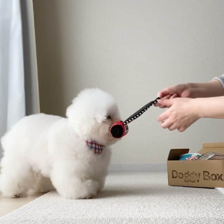 ゆうのインスタグラム：「. . 11月のdoggy Box🤖 映画がテーマだった。 . アーニーさん初の ポップコーン🍿 少しづつ恐る恐る食べる😂 . アーニーさんが食べてる時の 咀嚼音が何とも好きだ❤️笑 . . . #doggybox  #ドギボ#pr . . .」