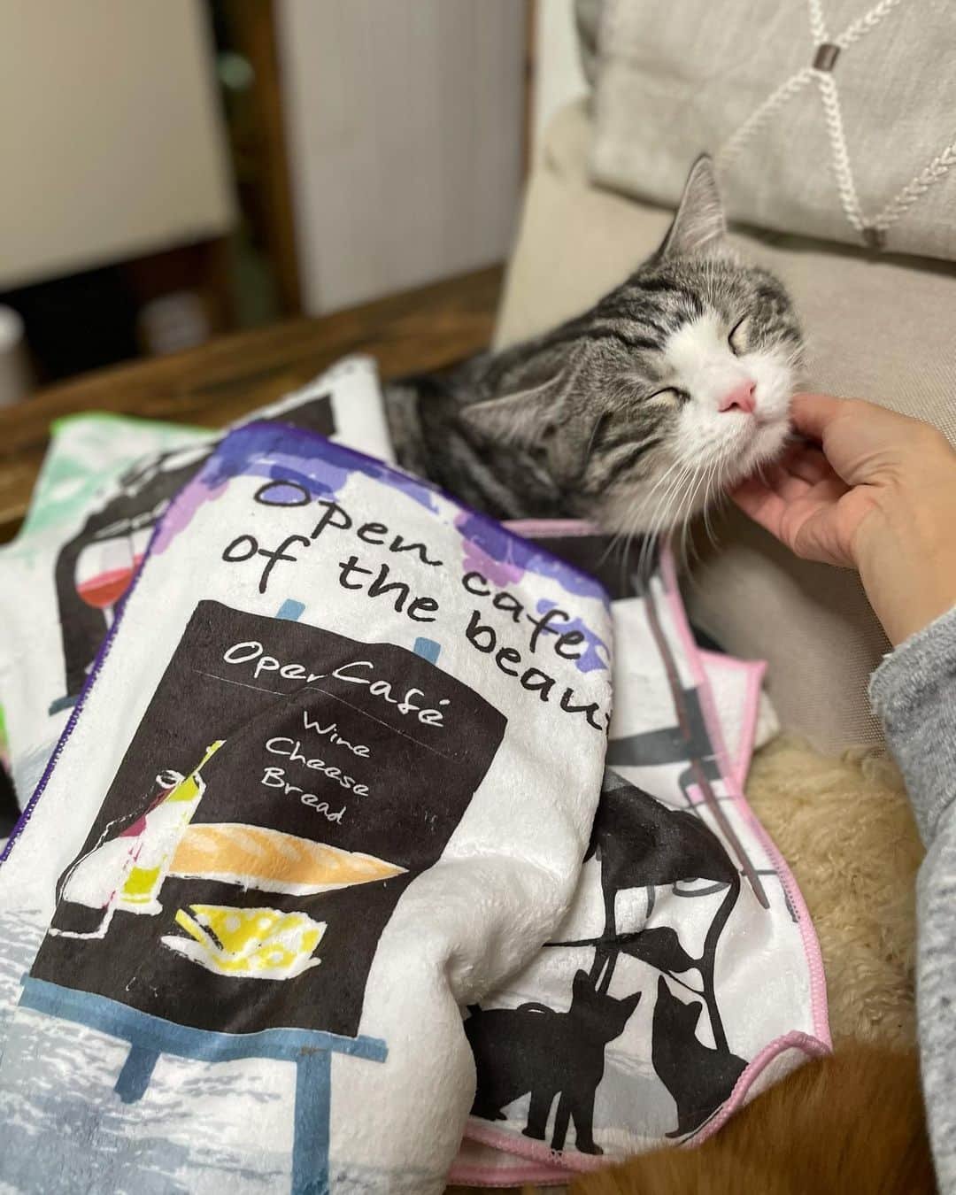 kamunaさんのインスタグラム写真 - (kamunaInstagram)「今回、@koyo_neko さんが猫柄フェイスタオル（３枚セット）を新たに販売開始されました。こちらのショップの売上の3%は東京キャットガーディアンに寄付されていらっしゃいます。 柔らかな手触りのマイクロファイバーのフェイスタオルです。 私はニャンズにふわっとかけてみましたよ😊  ストーリーまたはハイライトからswipe UPでショップへ飛べます。タグ付けしてありますのでそこからでも飛べますよ~  コロナ禍の今　ずっと湿ったタオルがかけてあるのはちょっと心配。トイレや洗面所はすぐに乾くこちらのタオル！とっても清潔ですよ〜 私は普段からトイレはマイクロファイバーのタオル使ってますが猫柄だと気分上がりますね💕💕💕  恵まれないニャンコちゃん達に寄付されているのもとっても素敵な取り組みだと思います。 ちょっとしたプレゼントまた清潔維持のため是非どうでしょうか？？ #ネコタオル#マイクロファイバー#ねこ#猫#猫好き#寄付#清潔#速乾#プレゼントに」11月10日 18時45分 - tansoku_love