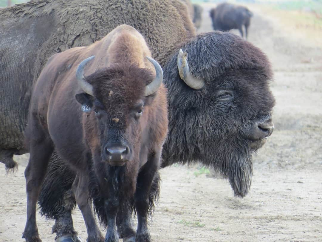 スミソニアン国立動物園さんのインスタグラム写真 - (スミソニアン国立動物園Instagram)「Have you "herd" what our researchers are up to on the Northern Great Plains? Intern Claire Bresnan spent the summer following a herd of 300 bison to answer questions about how these mighty mammals behave in large groups. ✏️STORY: https://s.si.edu/3lh37SL. (Link in bio.)」11月10日 9時46分 - smithsonianzoo