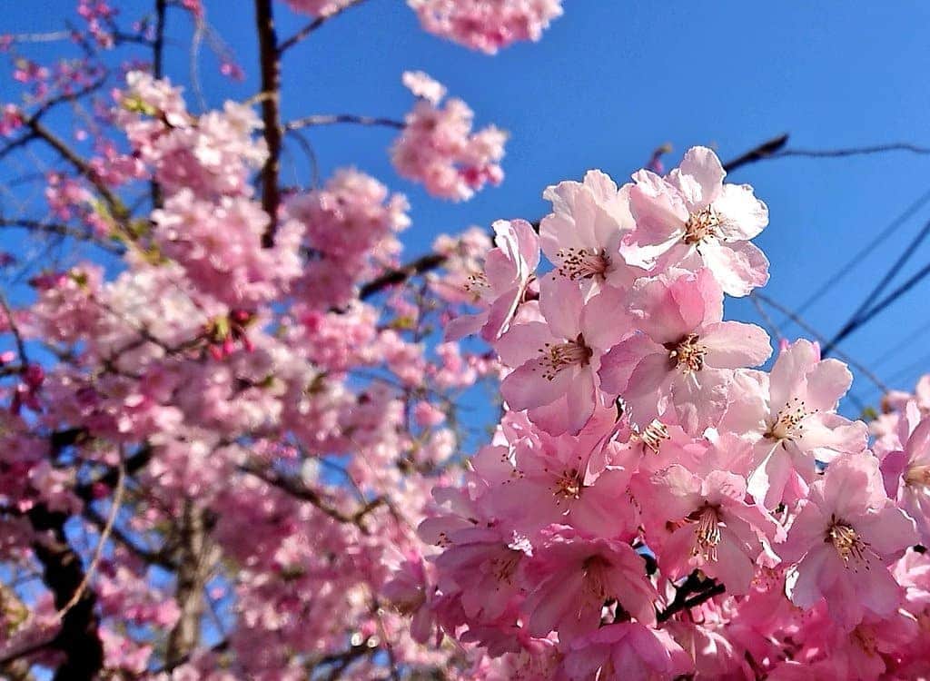 桜花さんのインスタグラム写真 - (桜花Instagram)「おはようございマウンテン🗻🌷  本日もナイスな１日にいたしましょ🌷✨  春のはなですが、 いつも心に、ナイスな花を。。🍀  ピンクと空の青の、コントラストがハピピーン✨  #おはようございます  #おはようございマウンテン #桜  #ハピピーン  #sky」11月10日 9時53分 - mountainohka