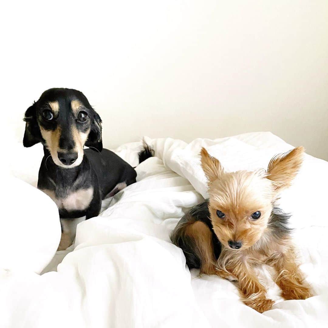 来栖あつこさんのインスタグラム写真 - (来栖あつこInstagram)「『おーむらさんちのセレブ犬🐶』姫ちゃんホームステイ中です。﻿ ﻿ 🐶🐶﻿ ﻿ 2ワン➕1ニャン。﻿ 久しぶりのお泊まりに、姫ちゃんずーっと興奮状態で動き回るからなかなかいい写真が撮影出来ず😂﻿ ﻿ ﻿ おーむらさん家の #セレブ犬 ﻿ #ヨークシャテリア #ヨーキー ﻿ #yorkshireterrier #yorkie ﻿ #犬友 ﻿ #ムーちゃん #ムシャ ﻿ #dog  #ダックスフント #ダックスフンド #dackshund ﻿ #犬 #狗 #개 #Hund #cane #chien ﻿ #miniaturedachshund ﻿ #ミニチュアダックスフンド ﻿ #ミニチュアダックスフント ﻿ #instapets #dogstagram ﻿ #姫ちゃんがホームステイ中」11月10日 9時56分 - atsukokurusu