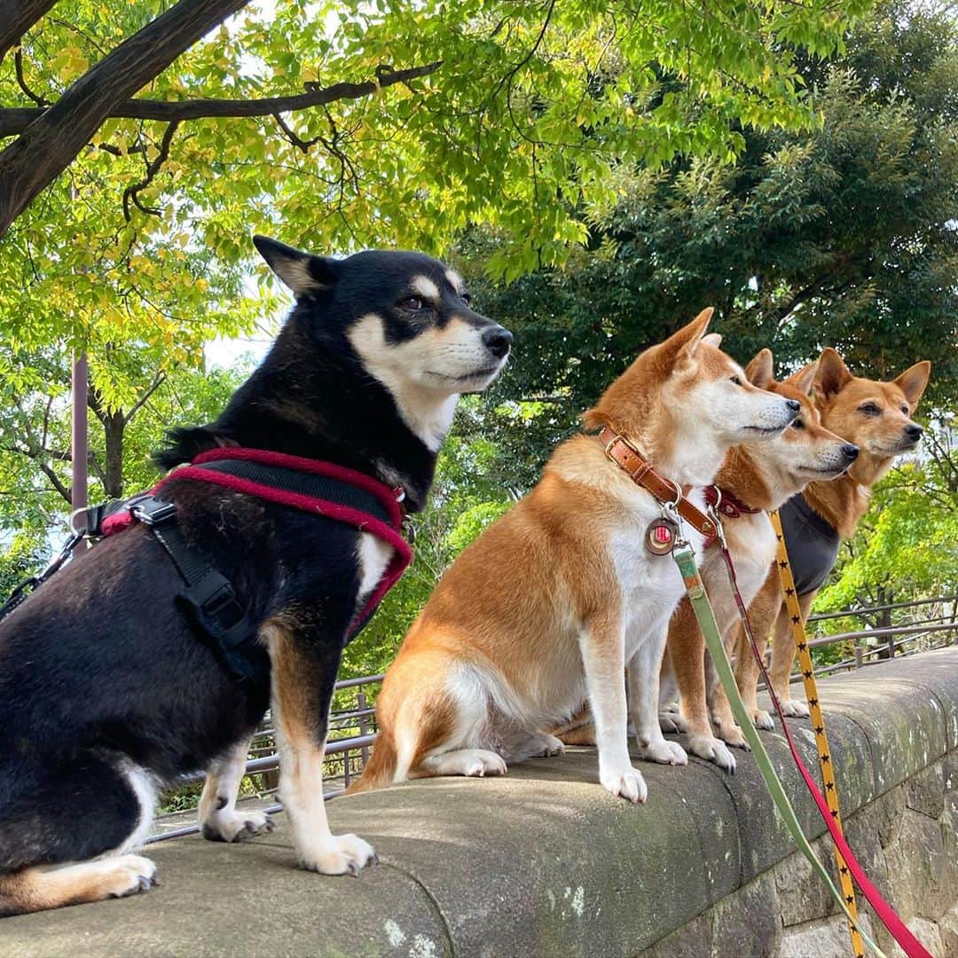 vo_coのインスタグラム：「🐾 こたつさん朝からお腹がギュルギュル鳴っててバルコニーの大事なカレーリーフをむしゃむしゃ食べ始めたので近所の公園へ緊急散歩 めっちゃ草食べて落ち着いたのか、帰宅して無事に朝ごはん食べました 下痢はしないでよい💩だったので心配はないかな！  ※写真は昨日の朝散歩で並んだ時のものです ＊ #散歩バッグのうんち袋在庫切れてた #仕方なく普通の紙に包んで拾ってきた #危うく手につくとこだったやん #shibastagram #instashiba #shiba #shibainu #黒柴 #柴犬」