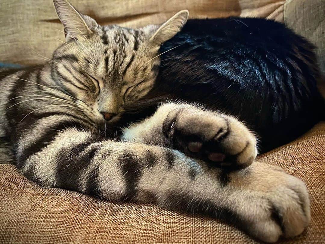 都丸ちよさんのインスタグラム写真 - (都丸ちよInstagram)「. . . おはようございます☀ . 今朝の様子 . . ねこさまのおててって… . どうしてこんなに愛らしいのか… . りゅうのすけくんと 枕になっているのはさくらちゃん . なかよし☺️ . . . #今朝  #ねこさま  #猫のいる暮らし  #ねこのおてて #まるで  #クリームパン」11月10日 10時15分 - chiyo_tomaru