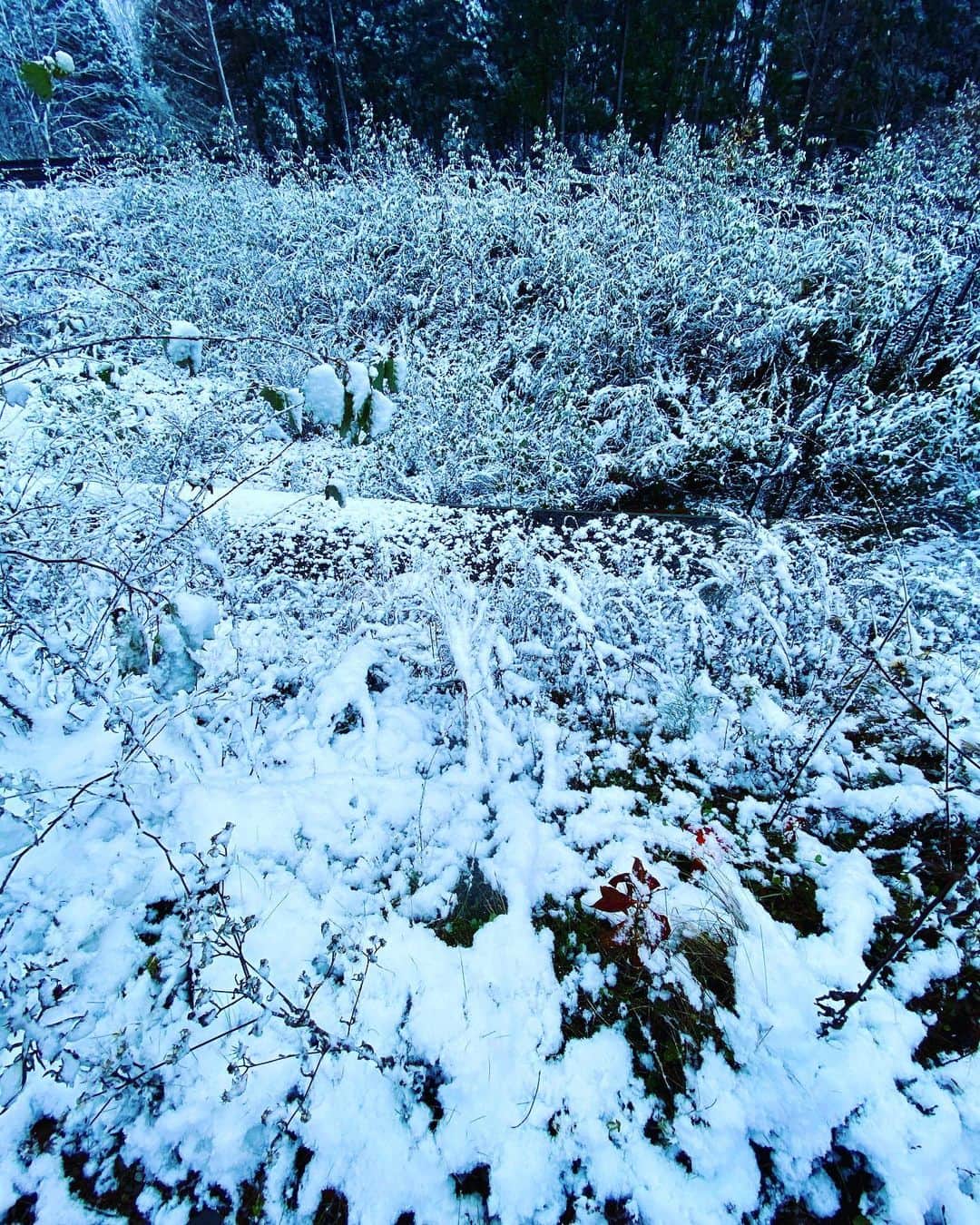 谷川じゅんじさんのインスタグラム写真 - (谷川じゅんじInstagram)「First snow in Fukushima. 今年の初雪は南会津から。広いねニッポン。#eyesin #aizuwakamatsu #goodneighbors #thisisjapan」11月10日 10時17分 - junjitanigawa
