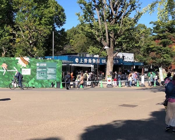 北川大介さんのインスタグラム写真 - (北川大介Instagram)「おはよう！ 先日、上野に行ってきました。 2017年6月に日本の東京都上野動物園で生まれたジャイアントパンダのシャンシャン(香香)が今年12月に中国に行って(返って)しまうので、上野動物園に逢いに行ってきました！ やっぱり大人気！ たくさんのお客様がシャンシャンに逢いに来ていました。 メチャメチャ大きく成長していました！ 元気な成長ぶりのシャンシャンにパワーをもらってきましたよ！ 皆さんにも元気パワー届け〜🤗 現在3歳のシャンシャン🐼帰国後はお相手探し、年齢的にちょうどいいタイミングなのだそうです。 中国で優しいお母さんパンダになる事でしょう(^^) 元気なレッサーパンダにも逢いましたよ！ えっ？レッサーパンダって〜 昔の名前はパンダだった！？ レッサーパンダはその昔、パンダと呼ばれていましたが、ジャイアントパンダが発見されてからはジャイアントパンダがパンダと呼ばれたために、レッサーパンダとなり現在に至っています。 レッサーは英語でlesser「小さいほうの」という意味。 レッサーパンダは「小さいほうのパンダ」です。 かわいい名前だね(^^) ちなみに中国語では、パンダが大熊猫、レッサーパンダが子熊猫ですよ〜 ・ 後日YouTubeだいちゃんねるで、上野動物園に行ってきました〜の動画配信をしますので、お楽しみに！ もちろん上野の西郷さんにもお逢いしてきました。 ・ ・ #上野 #上野動物園 #ジャイアントパンダ #パンダ #🐼 #シャンシャン #レッサーパンダ #西郷隆盛像 #北川大介 #YouTube #だいちゃんねる #えくぼ #八重歯 #リーゼント #イエーイ #顔晴ろう #一生青春 #早くコロナが収束しますように」11月10日 10時34分 - kitagawadaisuke_official