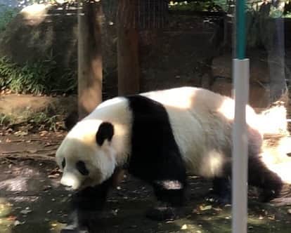 北川大介さんのインスタグラム写真 - (北川大介Instagram)「おはよう！ 先日、上野に行ってきました。 2017年6月に日本の東京都上野動物園で生まれたジャイアントパンダのシャンシャン(香香)が今年12月に中国に行って(返って)しまうので、上野動物園に逢いに行ってきました！ やっぱり大人気！ たくさんのお客様がシャンシャンに逢いに来ていました。 メチャメチャ大きく成長していました！ 元気な成長ぶりのシャンシャンにパワーをもらってきましたよ！ 皆さんにも元気パワー届け〜🤗 現在3歳のシャンシャン🐼帰国後はお相手探し、年齢的にちょうどいいタイミングなのだそうです。 中国で優しいお母さんパンダになる事でしょう(^^) 元気なレッサーパンダにも逢いましたよ！ えっ？レッサーパンダって〜 昔の名前はパンダだった！？ レッサーパンダはその昔、パンダと呼ばれていましたが、ジャイアントパンダが発見されてからはジャイアントパンダがパンダと呼ばれたために、レッサーパンダとなり現在に至っています。 レッサーは英語でlesser「小さいほうの」という意味。 レッサーパンダは「小さいほうのパンダ」です。 かわいい名前だね(^^) ちなみに中国語では、パンダが大熊猫、レッサーパンダが子熊猫ですよ〜 ・ 後日YouTubeだいちゃんねるで、上野動物園に行ってきました〜の動画配信をしますので、お楽しみに！ もちろん上野の西郷さんにもお逢いしてきました。 ・ ・ #上野 #上野動物園 #ジャイアントパンダ #パンダ #🐼 #シャンシャン #レッサーパンダ #西郷隆盛像 #北川大介 #YouTube #だいちゃんねる #えくぼ #八重歯 #リーゼント #イエーイ #顔晴ろう #一生青春 #早くコロナが収束しますように」11月10日 10時34分 - kitagawadaisuke_official